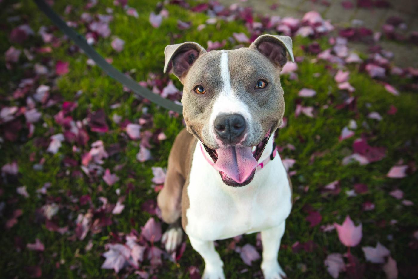 Our Canine Good Citizen Class - Dog's Best Friend Training