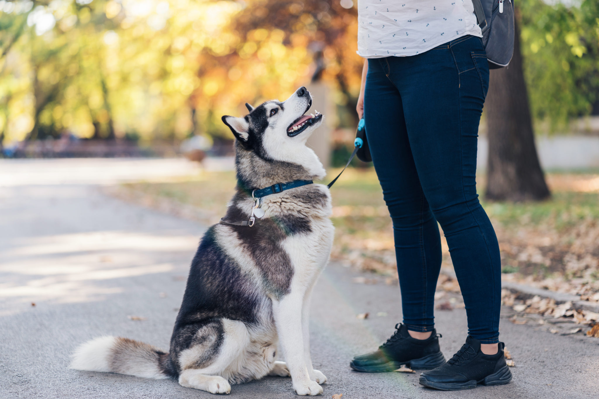 What Is Canine Good Citizen Award