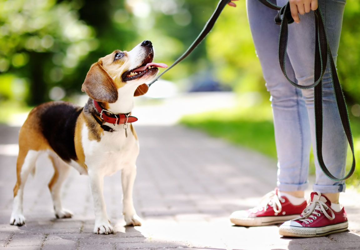 fran's best friend dog training