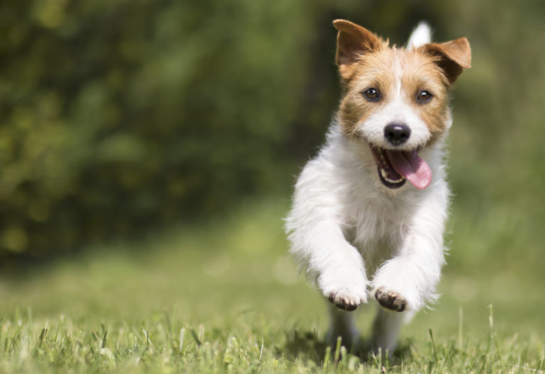 Funny playful happy smiling pet dog puppy running, jumping in the grass ...