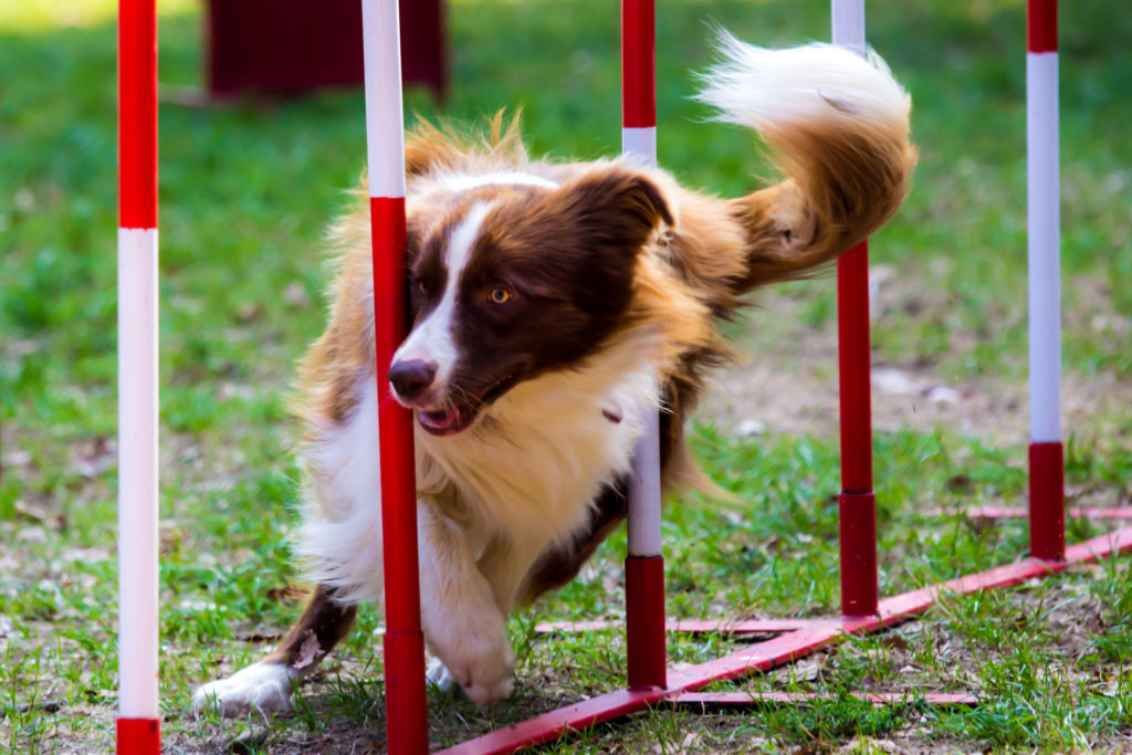 Intermediate Agility Dog's Best Friend Training