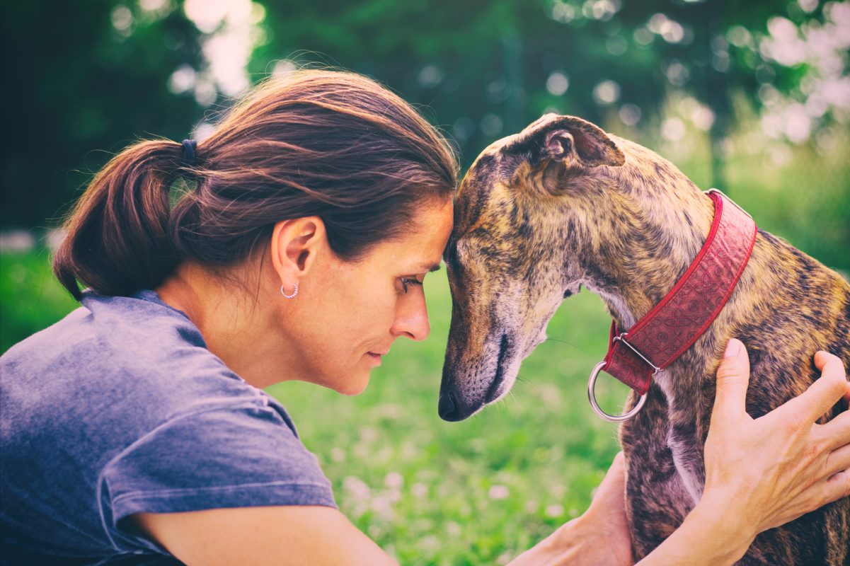 Greyhound Training Class Dog's Best Friend Training